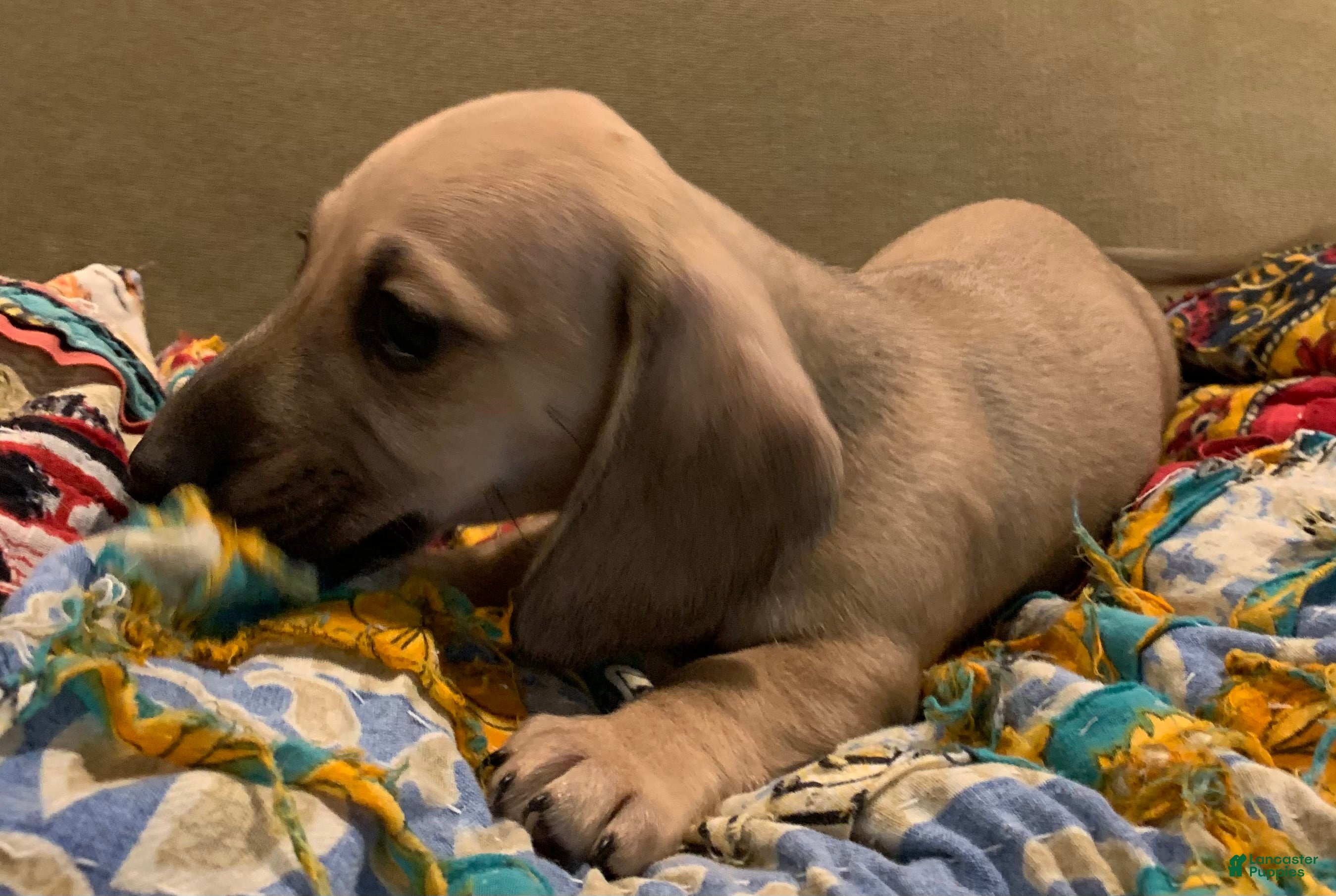 Dachshund dogs for sale: Shaded cream male smooth coat  - Ad 1