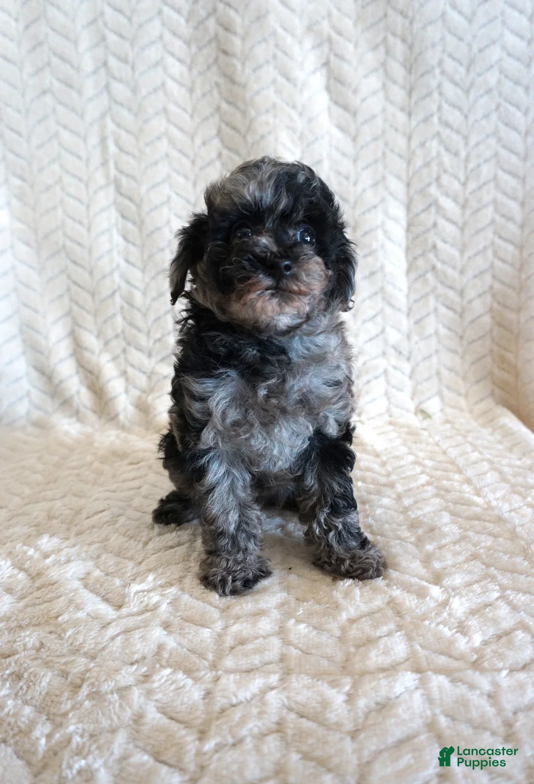 Toy Poodle dogs for sale: Lilly - Ad 6