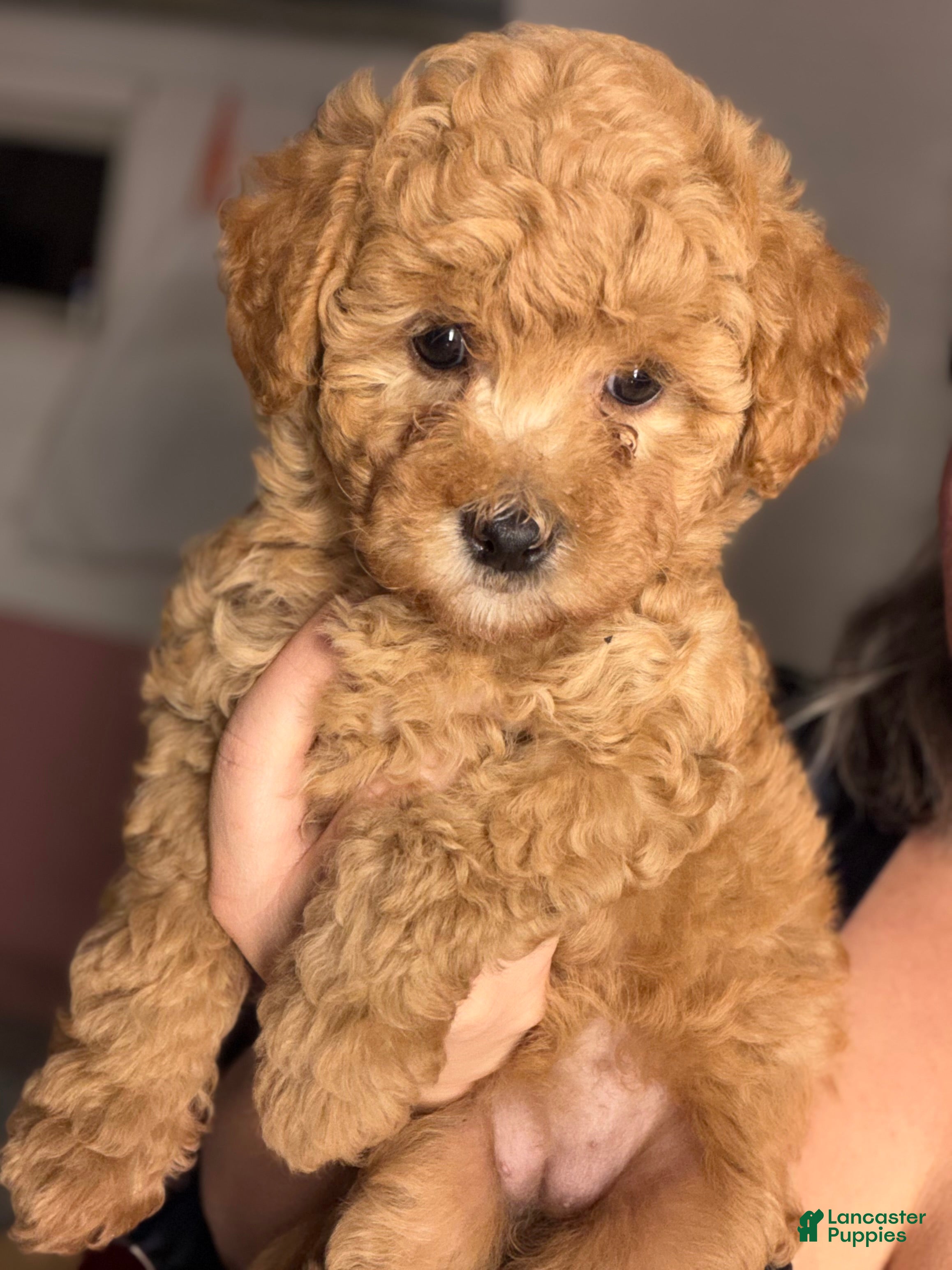 Yorkiepoo dogs Yorkiepoo 5 - Ad 2