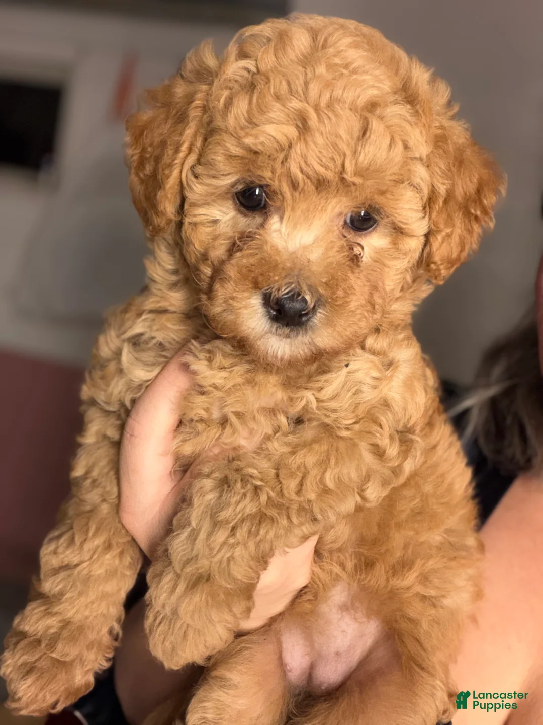 Yorkiepoo dogs for sale: Yorkiepoo 5 - Ad 2