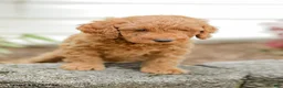 Mini Goldendoodle dogs for sale: Levi - Ad 8