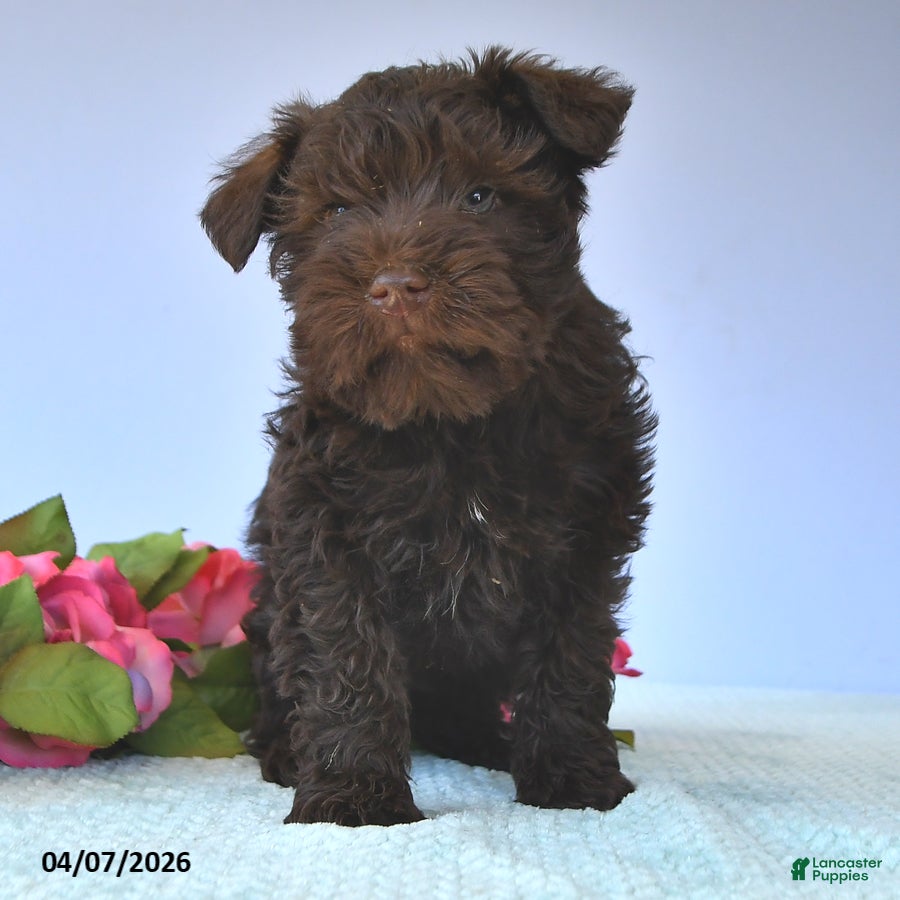 Miniature Schnauzer dogs Mac  - Ad 2