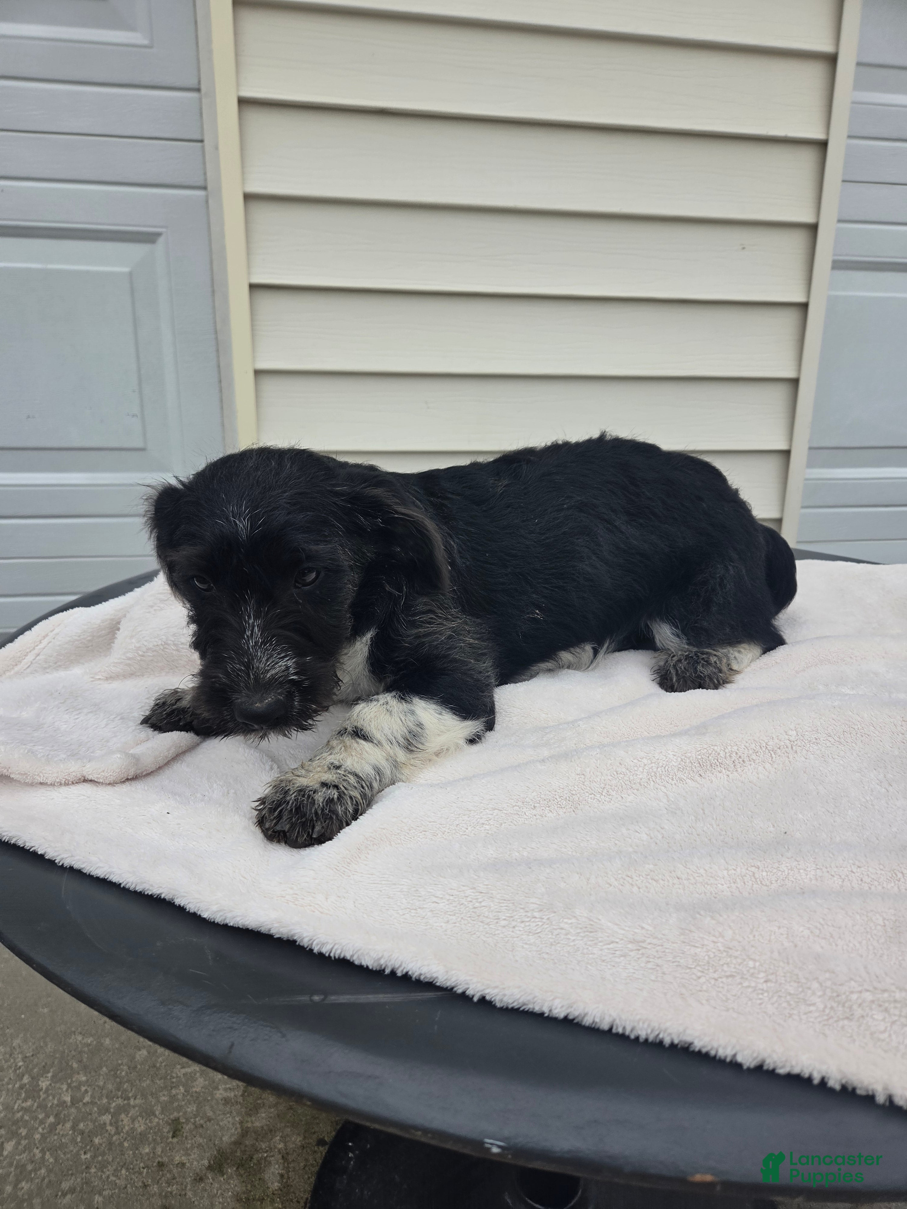 Mini Aussiedoodle dogs Whisker - Ad 1