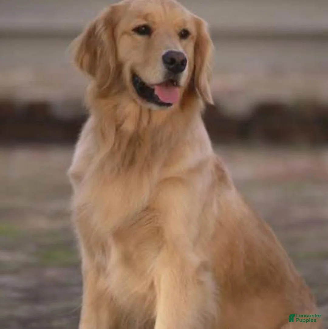 Golden Retriever dogs for sale: Golden Retriever 3 - Ad 2