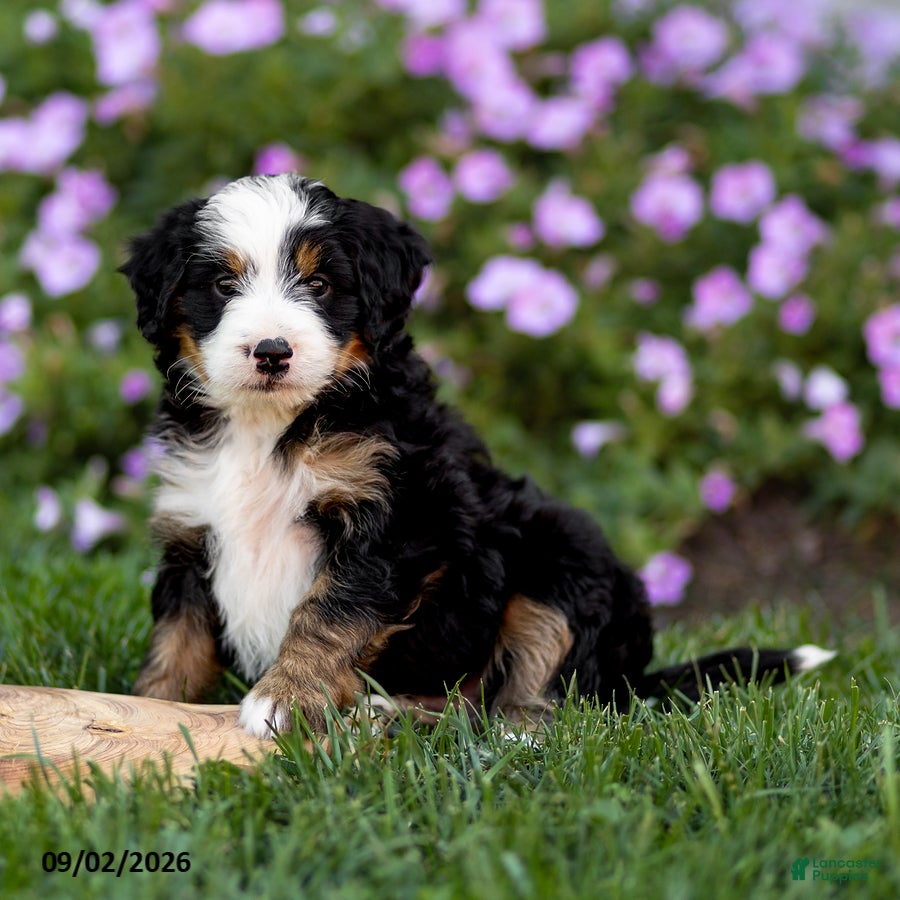 Mini Bernedoodle dogs George - Ad 1