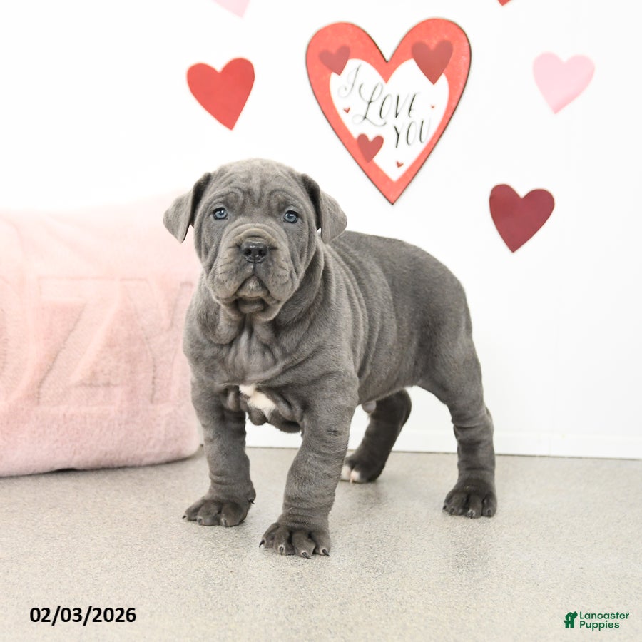 Cane Corso dogs Charlie - Ad 15