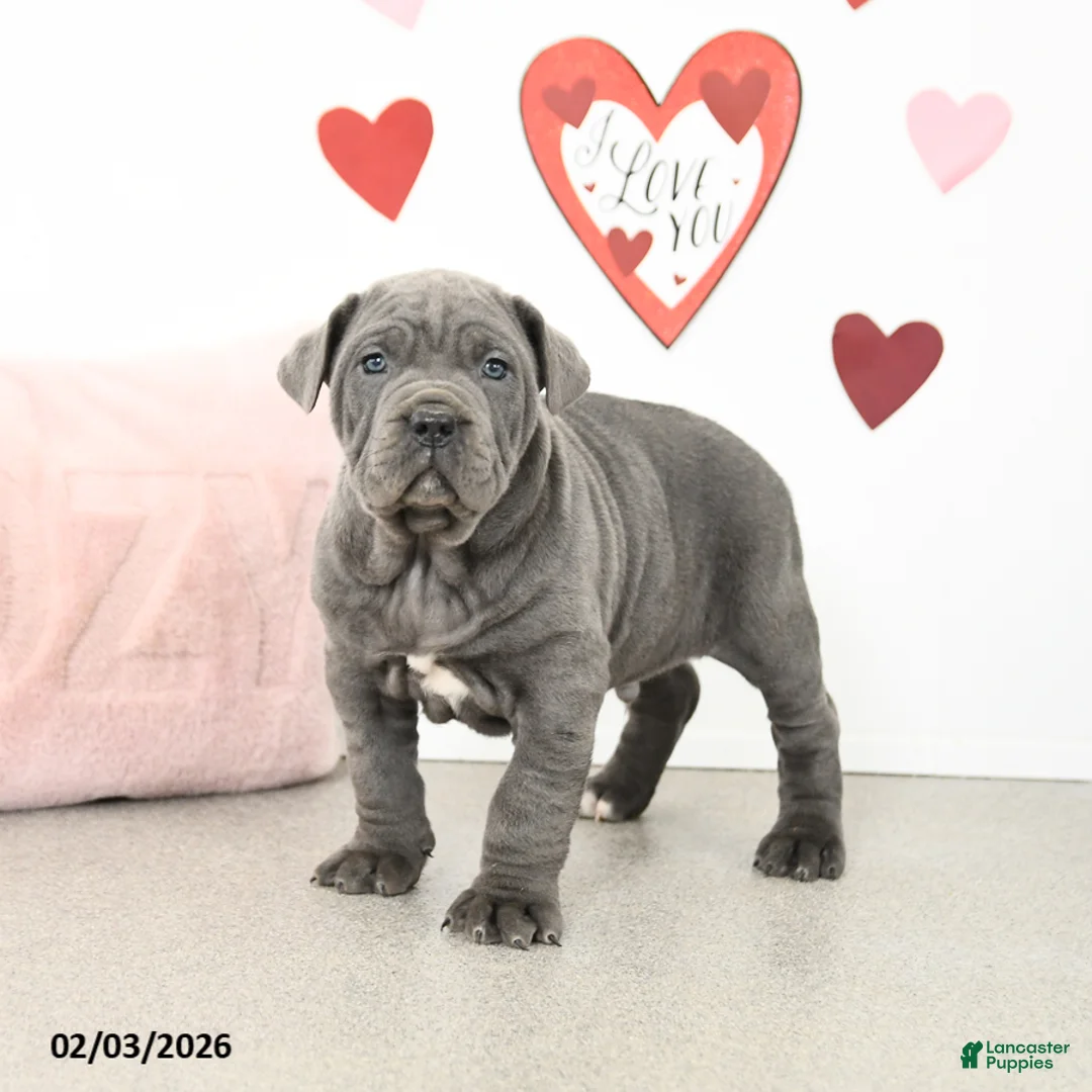 Cane Corso dogs for sale: Charlie - Ad 1