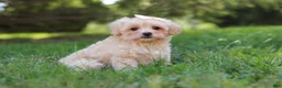 Maltipoo dogs for sale: Annie - Ad 5