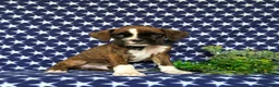Boxer dogs for sale: Tyrone - Ad 3
