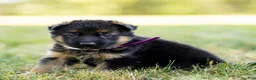 German Shepherd dogs for sale: Ziva - Ad 7