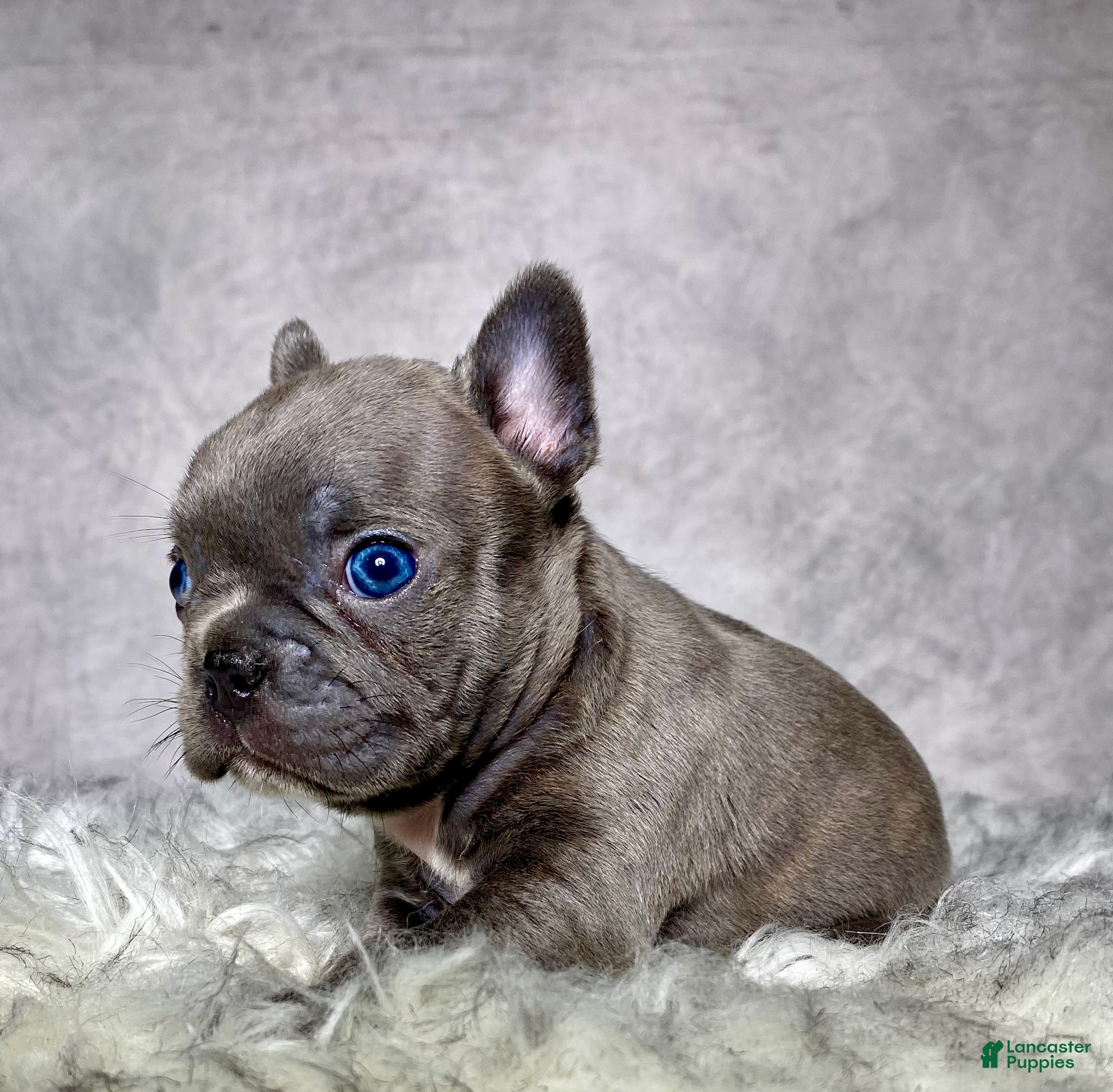 Frenchton dogs Mr. Remy  - Ad 2