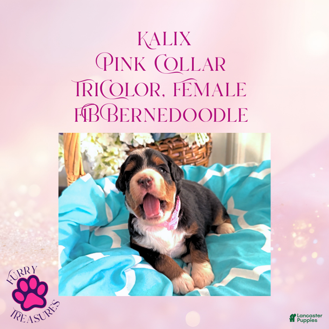 Mini Bernedoodle dogs for sale: Kian “Blue Collar” Male - Ad 23