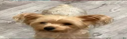 Mixed Breed dogs for sale: Beauty - Ad 5