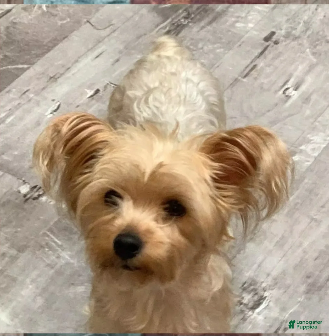 Mixed Breed dogs for sale: Beauty - Ad 5