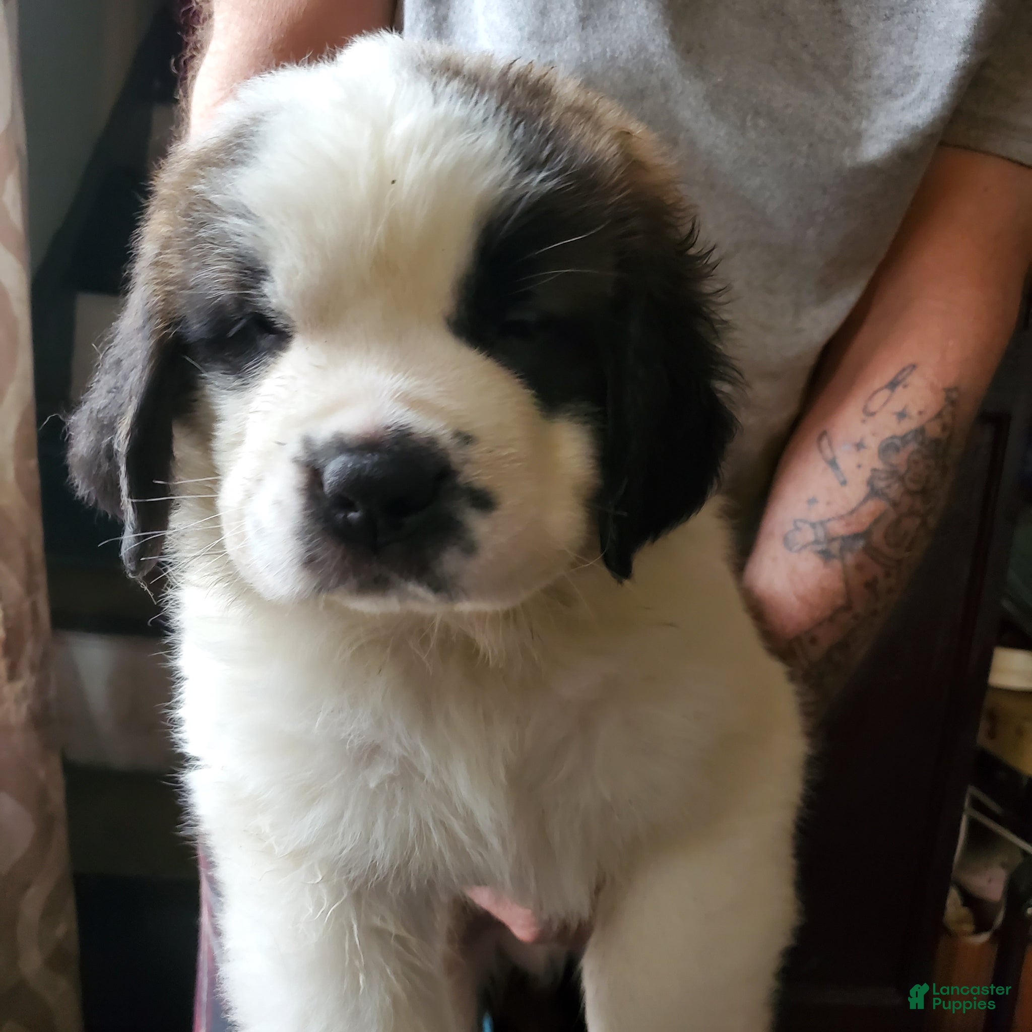 Saint Bernard dogs Saint Bernard Puppy 9 - Ad 23
