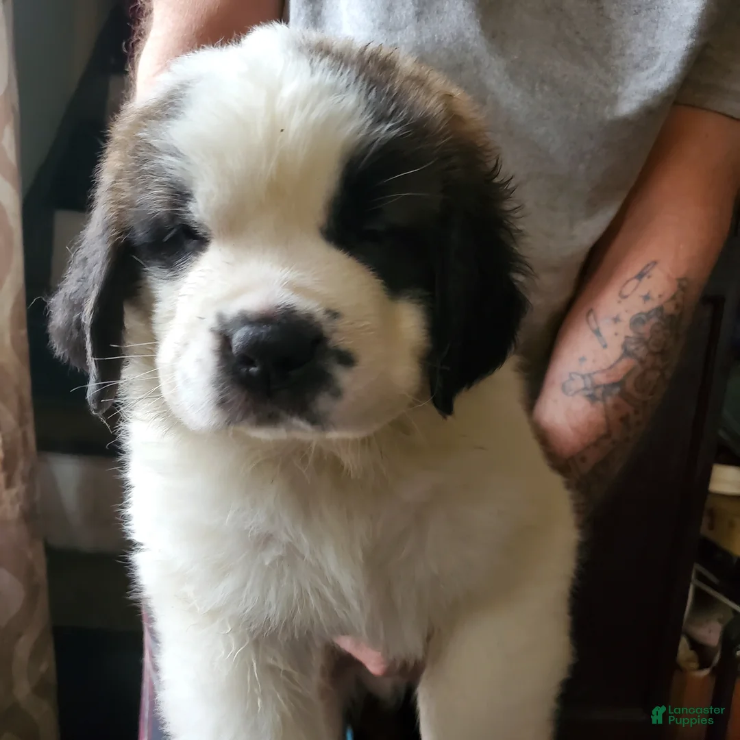 Saint Bernard dogs for sale: Saint Bernard Puppy 9 - Ad 1