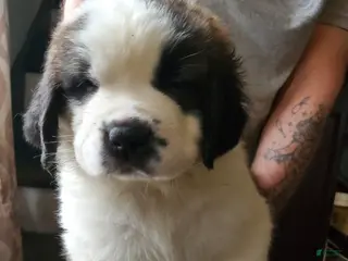 Saint Bernard dogs Saint Bernard Puppy 9 - Ad 23