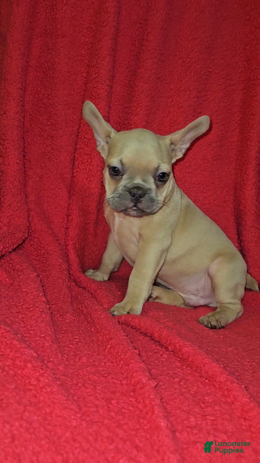 French Bulldog dogs French Bulldog Puppy 2 - Ad 35