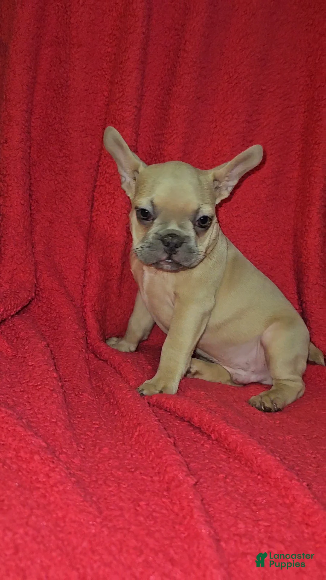 French Bulldog dogs for sale: French Bulldog Puppy 2 - Ad 1