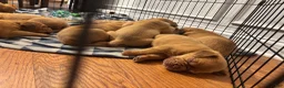 Dogue De Bordeaux dogs for sale: Dogue De Bordeaux Puppy 5 - Ad 102