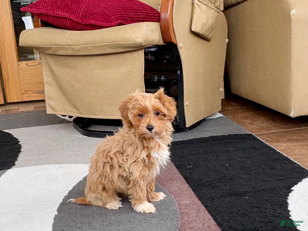 Maltipoo dogs for sale: Maltipoo Puppy 4 male  - Ad 3