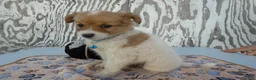 Jack Russell Terrier dogs for sale: Jack Russell Terrier 3 Wilson - Ad 2