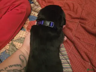 Rottweiler dogs Rottweiler purple collar Puppy 4 - Ad 21