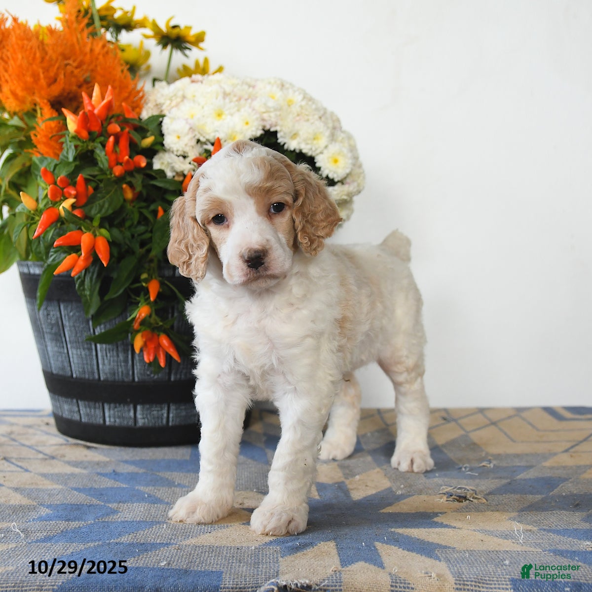 Standard Poodle dogs Tigger - Ad 13