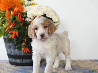 Standard Poodle dogs Tigger - Ad 34