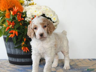Standard Poodle dogs Tigger - Ad 27