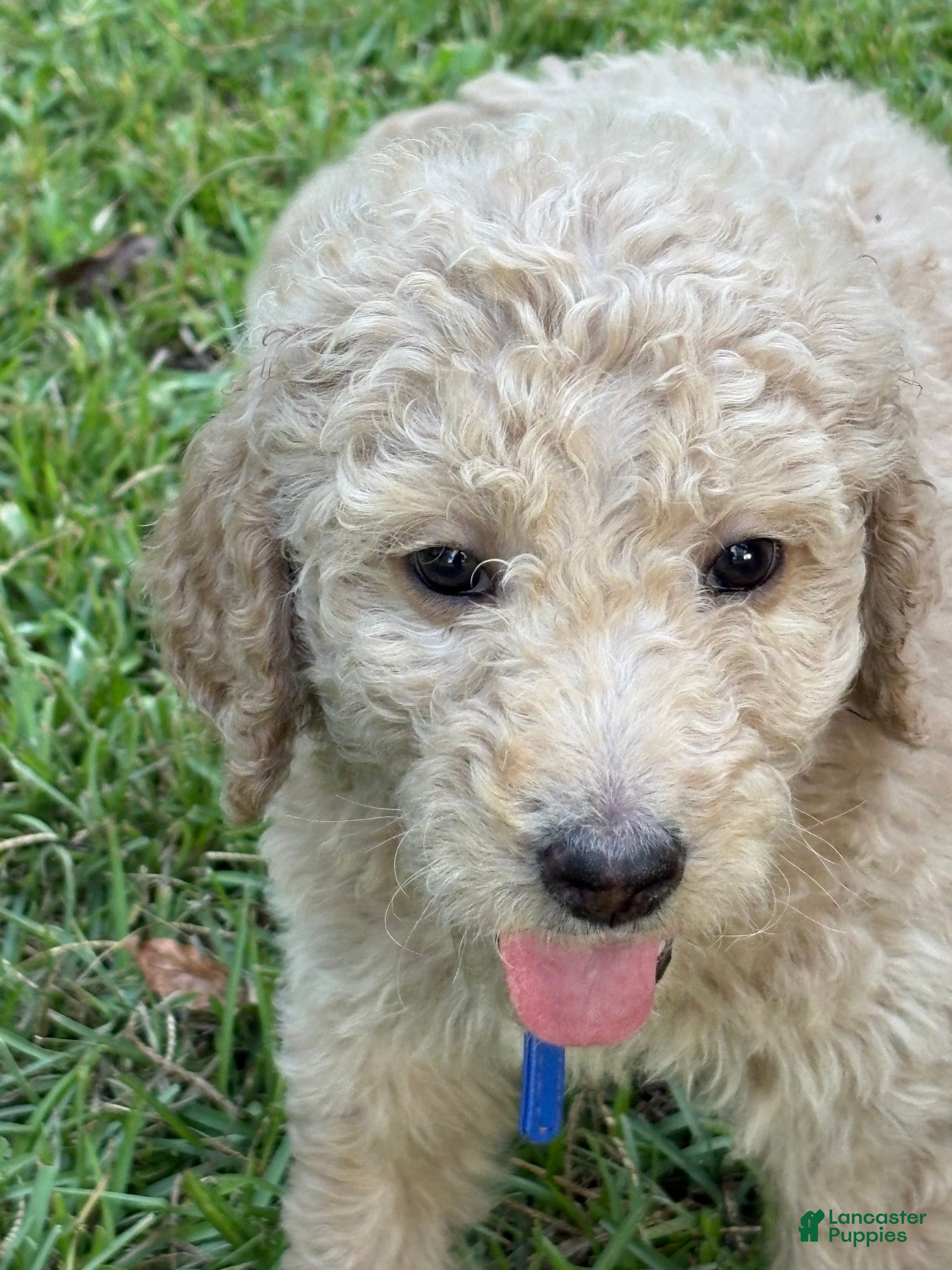 Goldendoodle dogs Goldendoodle blue collar - Ad 2