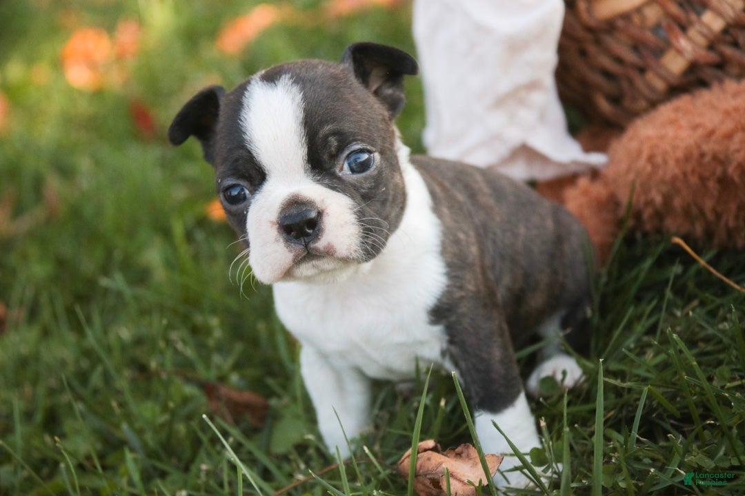 Boston Terrier dogs for sale: Cody Boston Terrier  - Ad 2