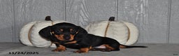Miniature Dachshund dogs for sale: Finn - Ad 4