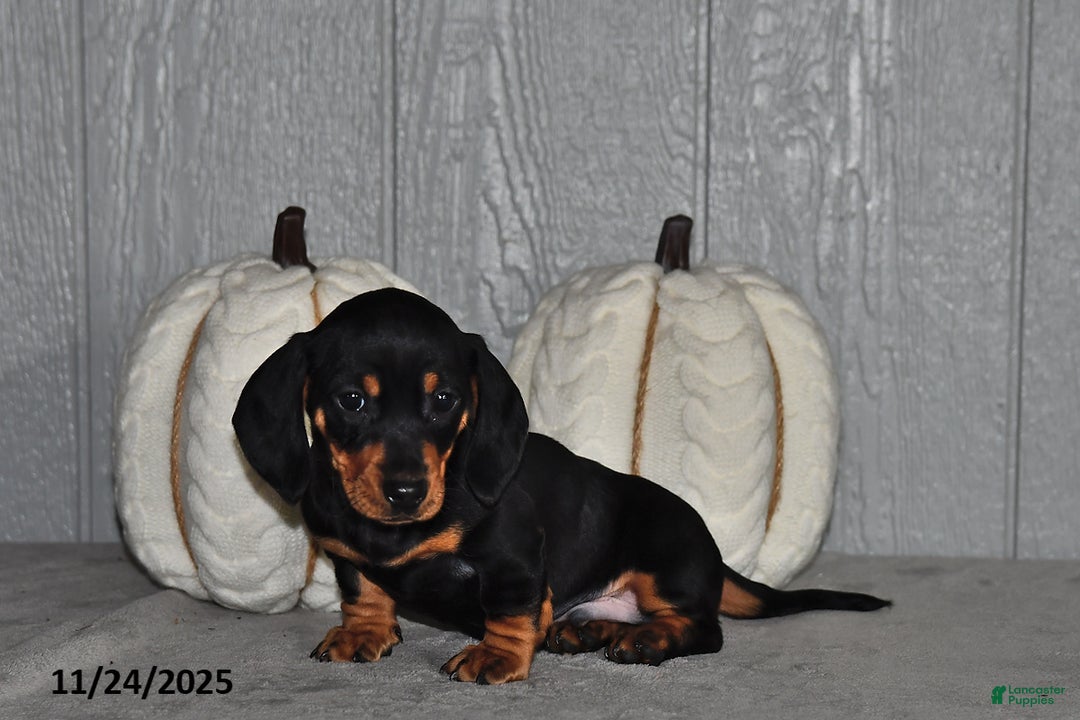 Miniature Dachshund dogs for sale: Finn - Ad 4