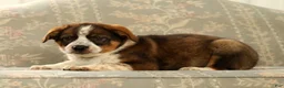 Australian Shepherd dogs for sale: Al - Ad 9