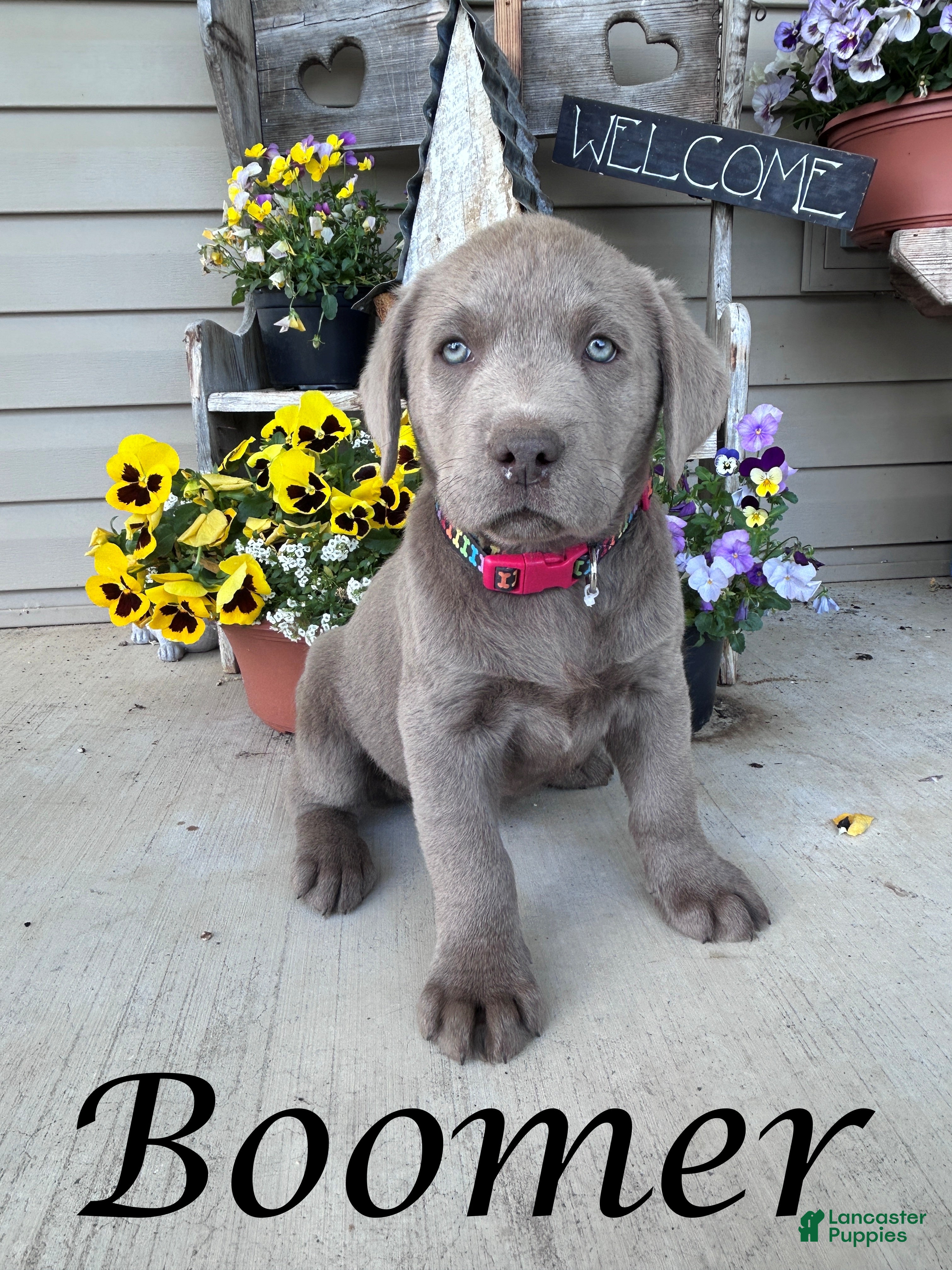 Labrador Retriever dogs for sale: Boomer - Ad 4