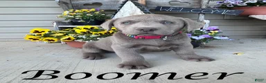 Boomer