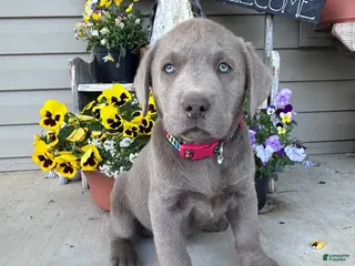 Labrador Retriever dogs for sale: Boomer - Ad 4