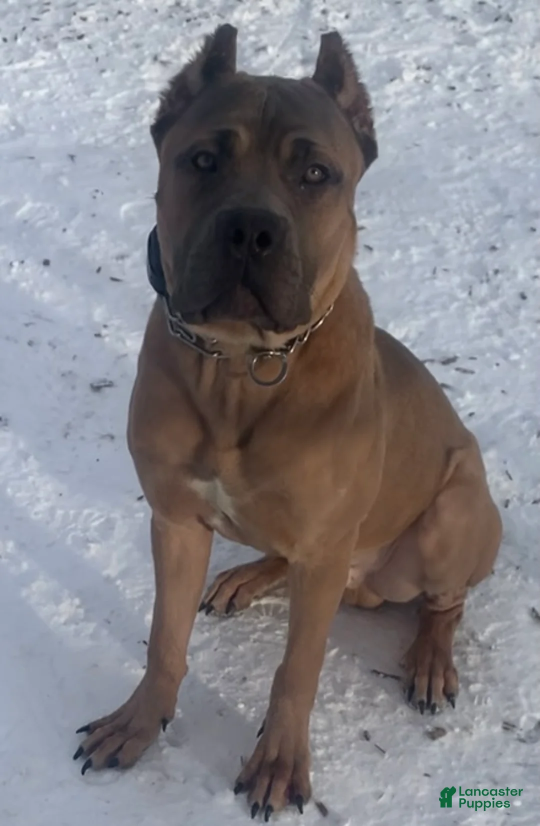 Cane Corso dogs for sale: Kane  - Ad 4