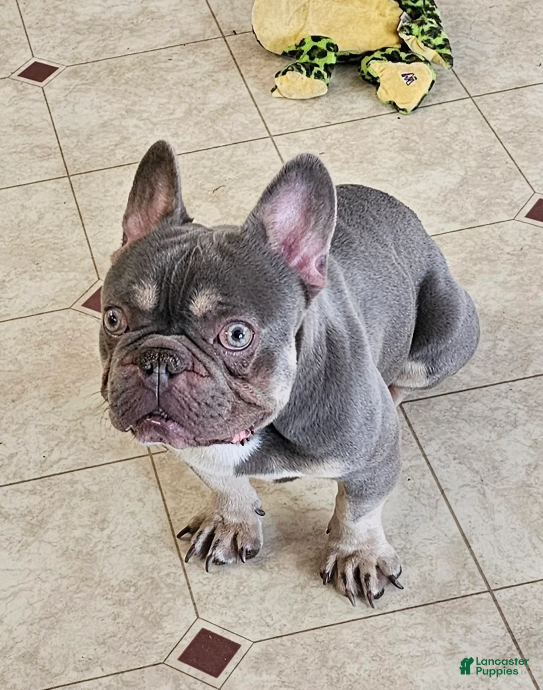 Mixed Breed dogs for sale: JubJub 75% Frenchie - Ad 4
