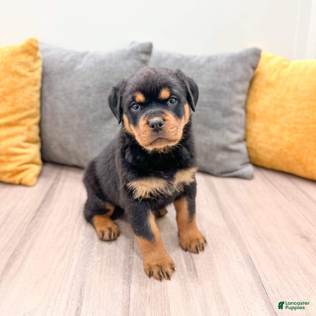 Rottweiler dogs for sale: Skye - Ad 6