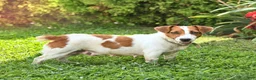 Jack Russell Terrier dogs for sale: Parker  - Ad 4