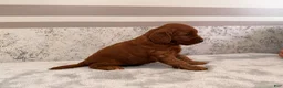 Mini Goldendoodle dogs for sale: Cora - Ad 2