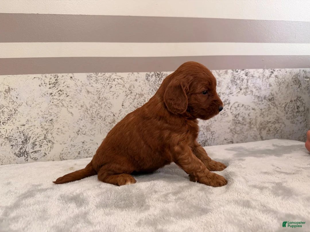 Mini Goldendoodle dogs for sale: Cora - Ad 2