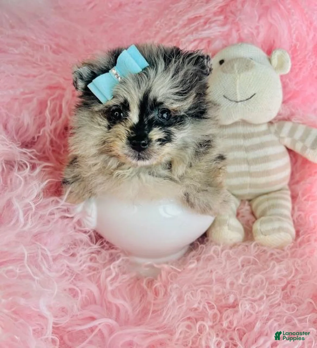 Pomeranian dogs for sale: Pomeranian Puppy 1 - Ad 1