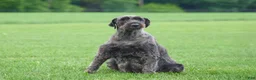 Giant Schnauzer dogs for sale: Olivia - Ad 7