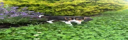 Beagle dogs for sale: Anchor  - Ad 5