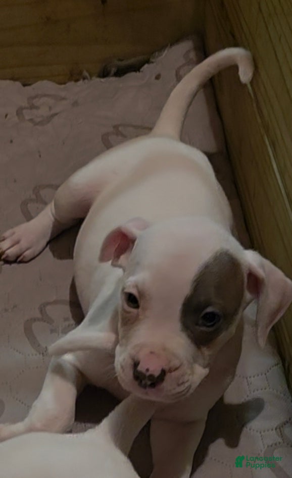 American Pit Bull Terrier dogs American Pit Bull Terrier Puppy 4 - Ad 1