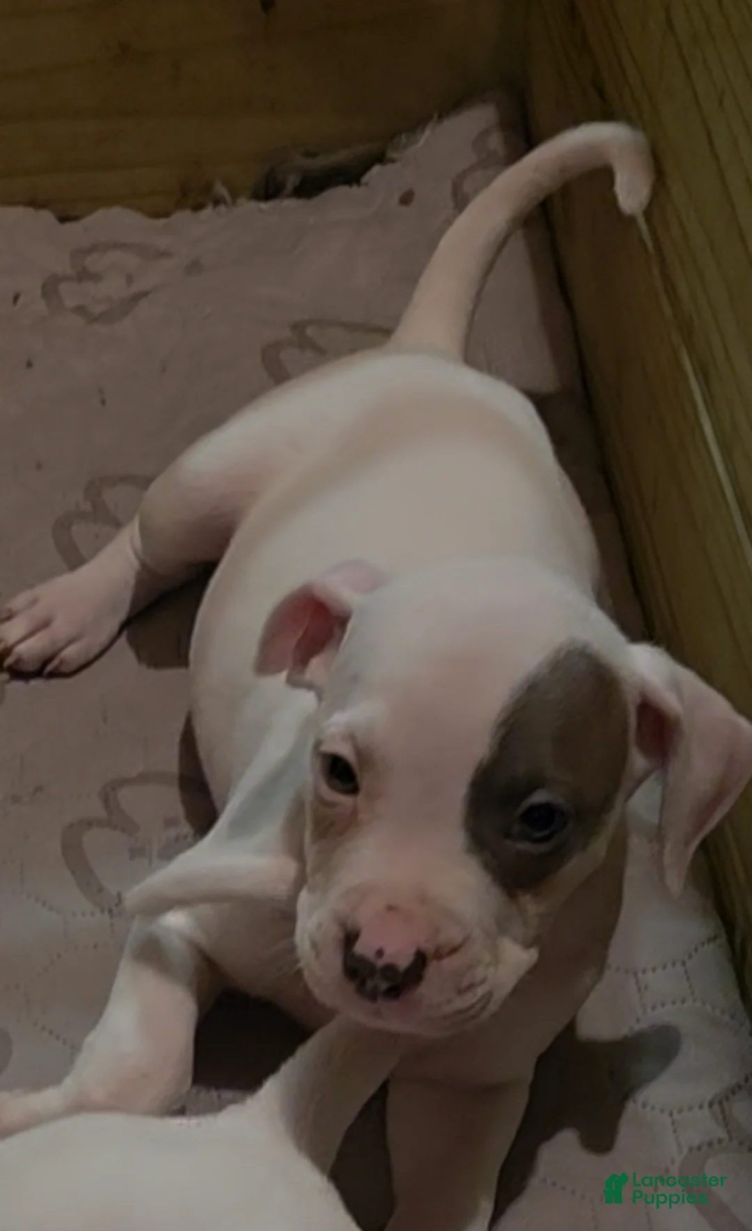 American Pit Bull Terrier dogs for sale: American Pit Bull Terrier Puppy 4 - Ad 1