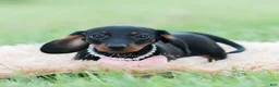 Miniature Dachshund dogs for sale: fifi - Ad 9